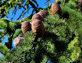 Atlasz cédrus 