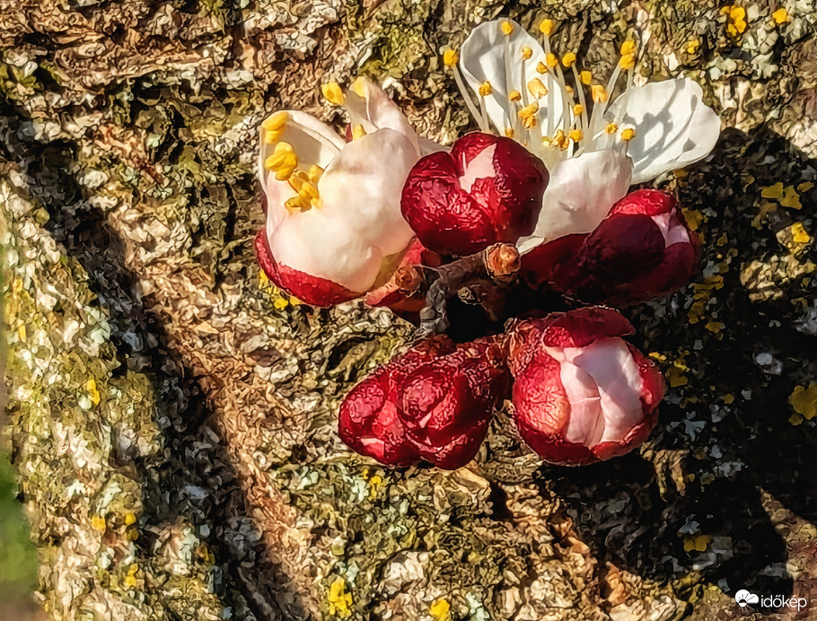 Polgárdi, a kajszi törzsén is virág 