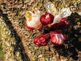 Polgárdi, a kajszi törzsén is virág 