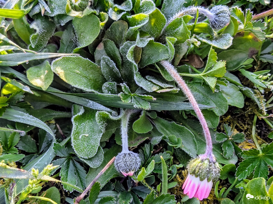 Polgárdin is fagyott