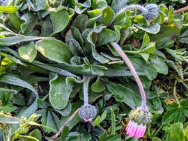 Polgárdin is fagyott