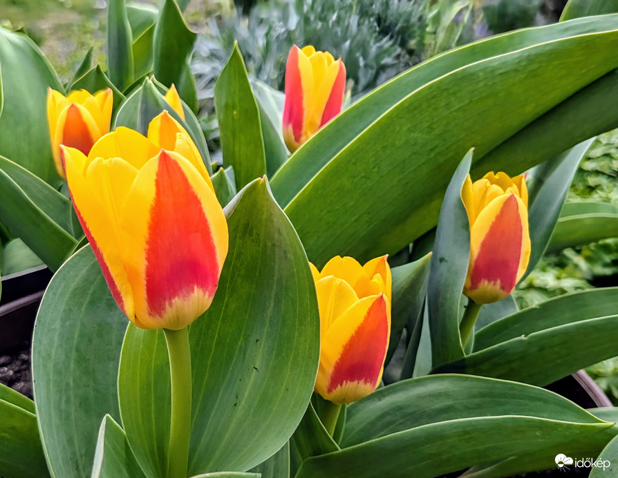 Polgárdi, kukucskáló Tulipánok,