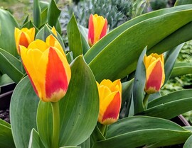 Polgárdi, kukucskáló Tulipánok,