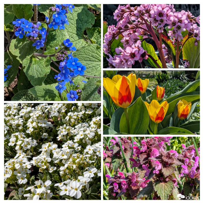 Polgárdi, napsütötte virágok