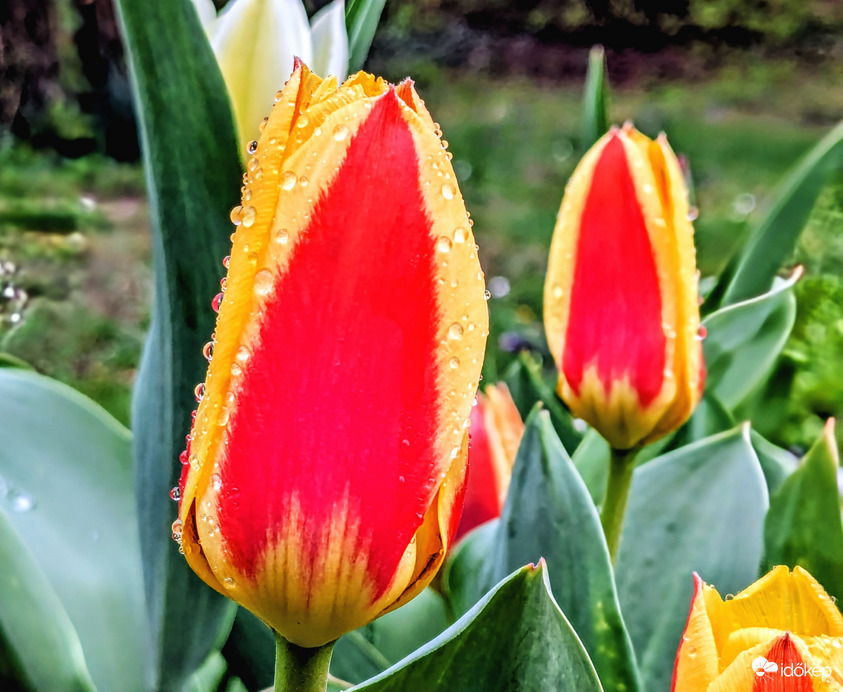 Polgárdi, fázósan,