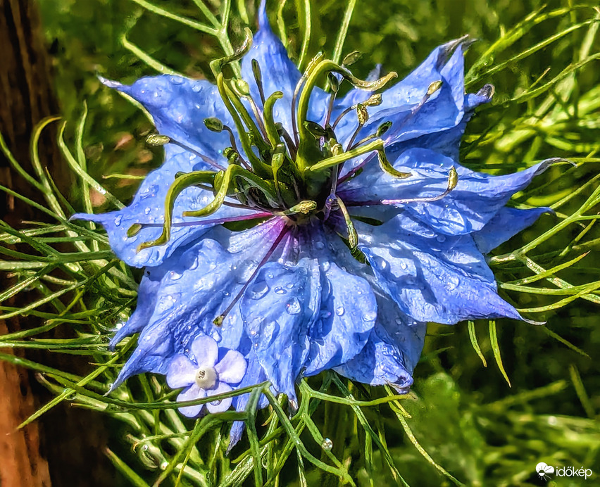 Polgárdi, Borzaskata locsolás után