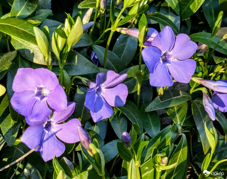 Kismeténg naplementi fényben