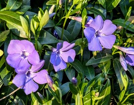 Kismeténg naplementi fényben