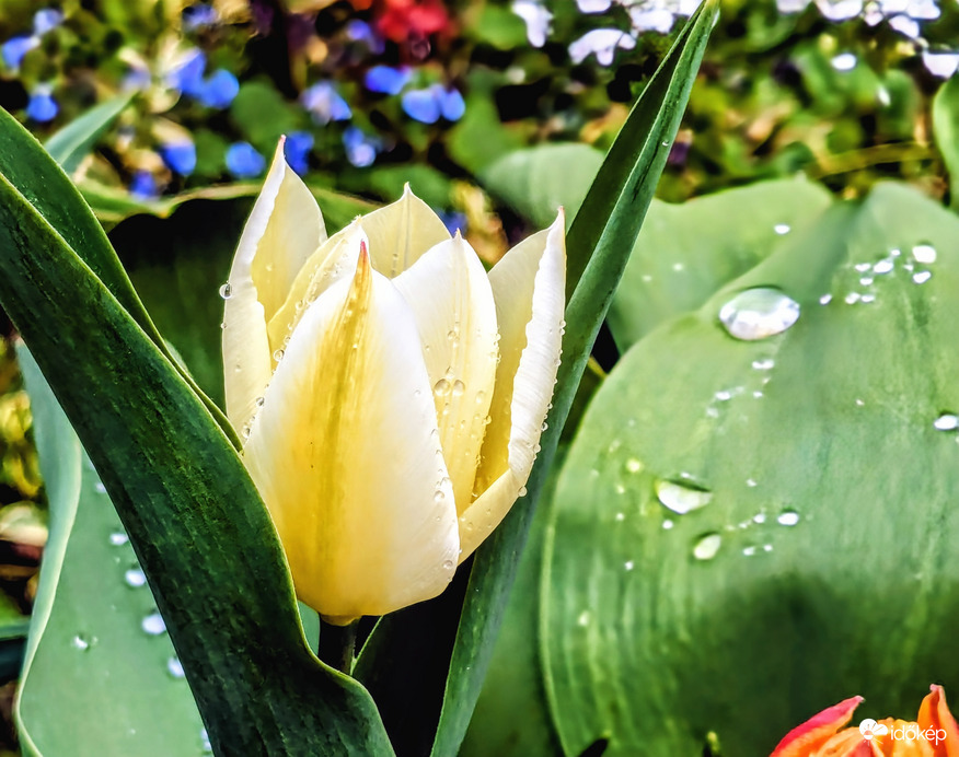 Polgárdi, gyenge eső,