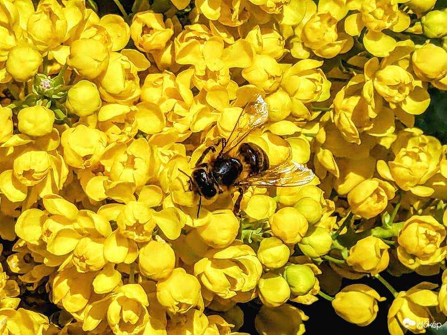Polgárdi, kisütött a Nap,
