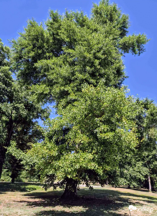 Dég, hatalmas Ginkgo fa az angolparkban
