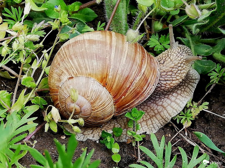 Uzsonnaidő :) 
