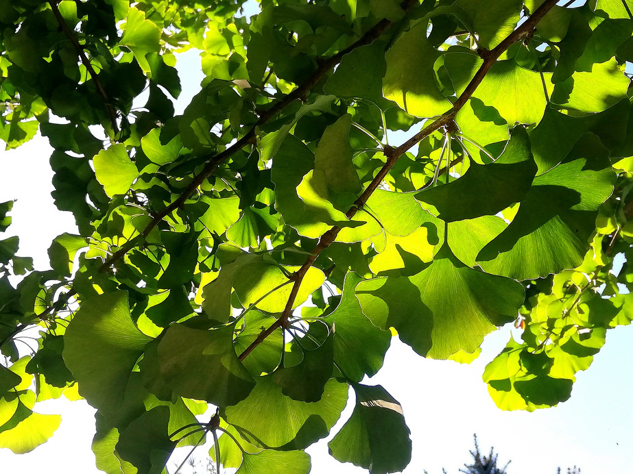 Nyári-őszben a ginkgo :) 