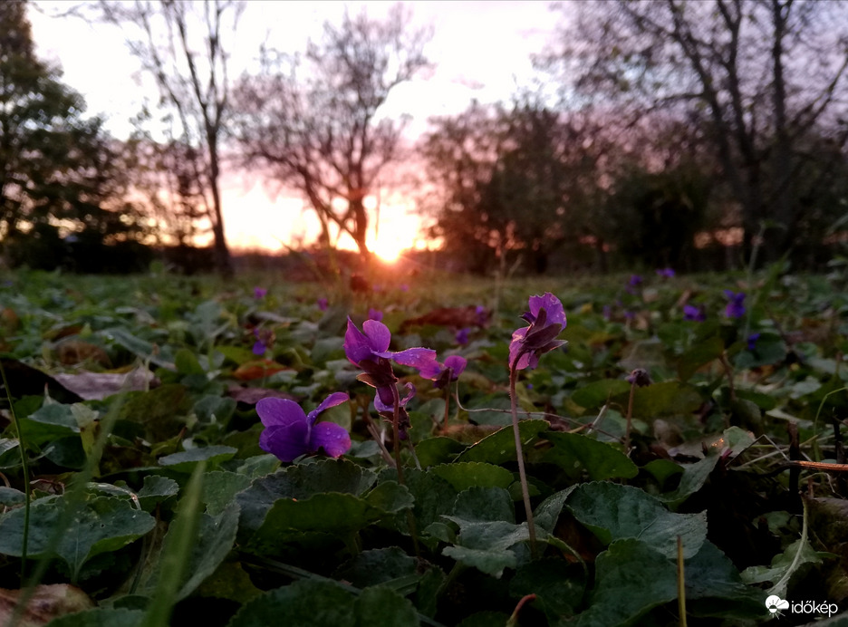 Ibolyás :) 