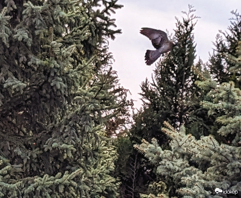 Örvöske fáradhatatlanul hordja a fészekanyagot :)  