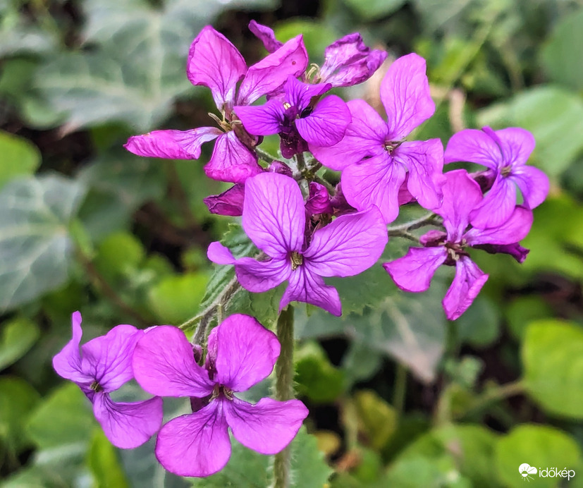 Holdviola 