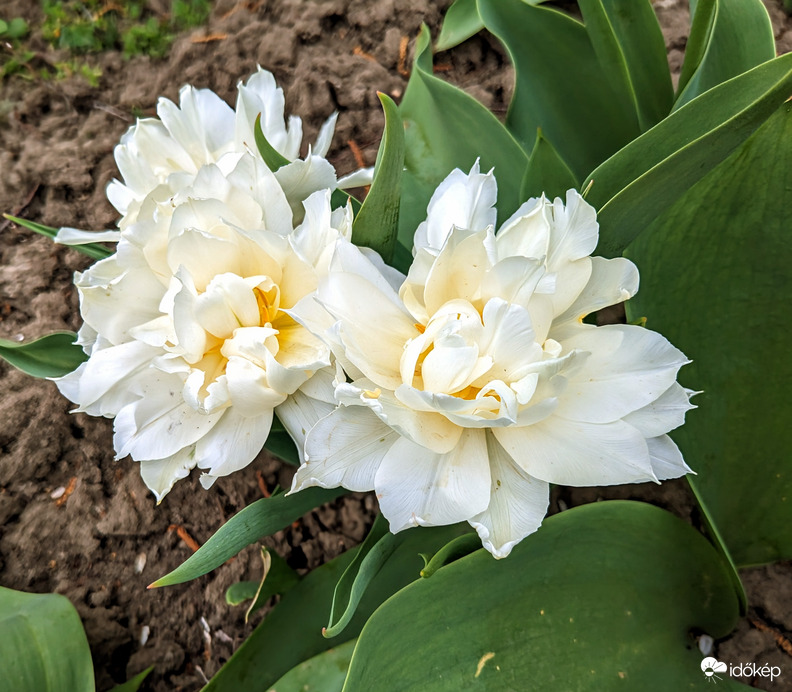 Érdekes tulipánt láttam 