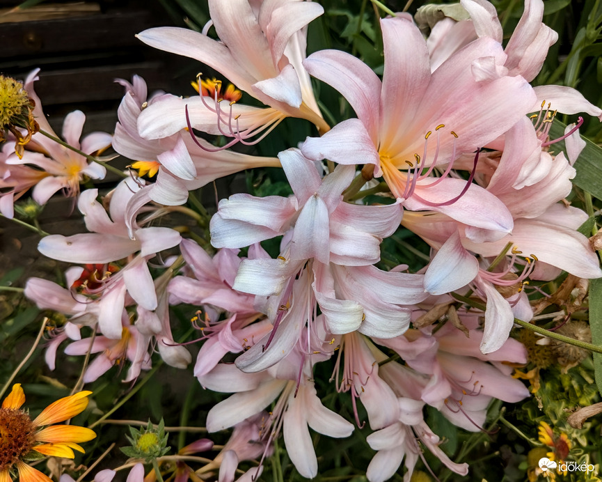 Hölgyliliom :)