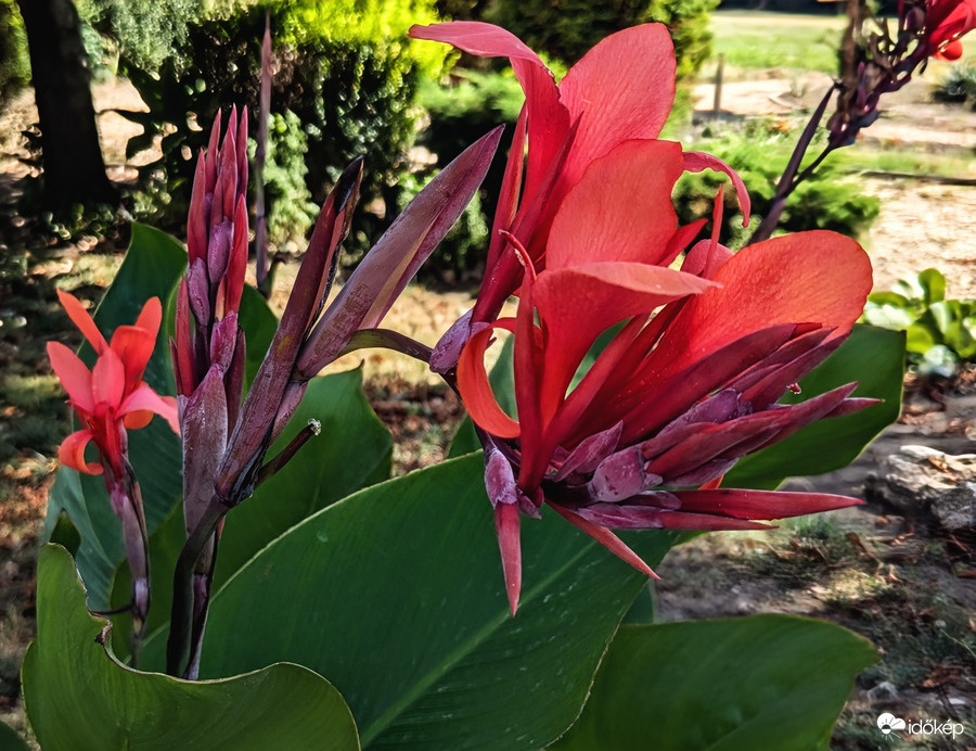 Kánna (Canna)