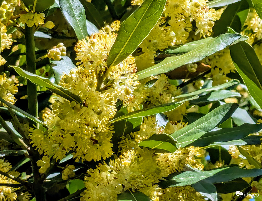 Virágban a Babér is
