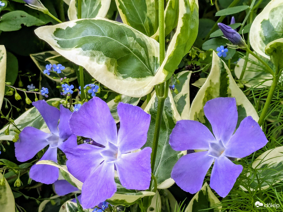 Tarka levelű nagy meténg