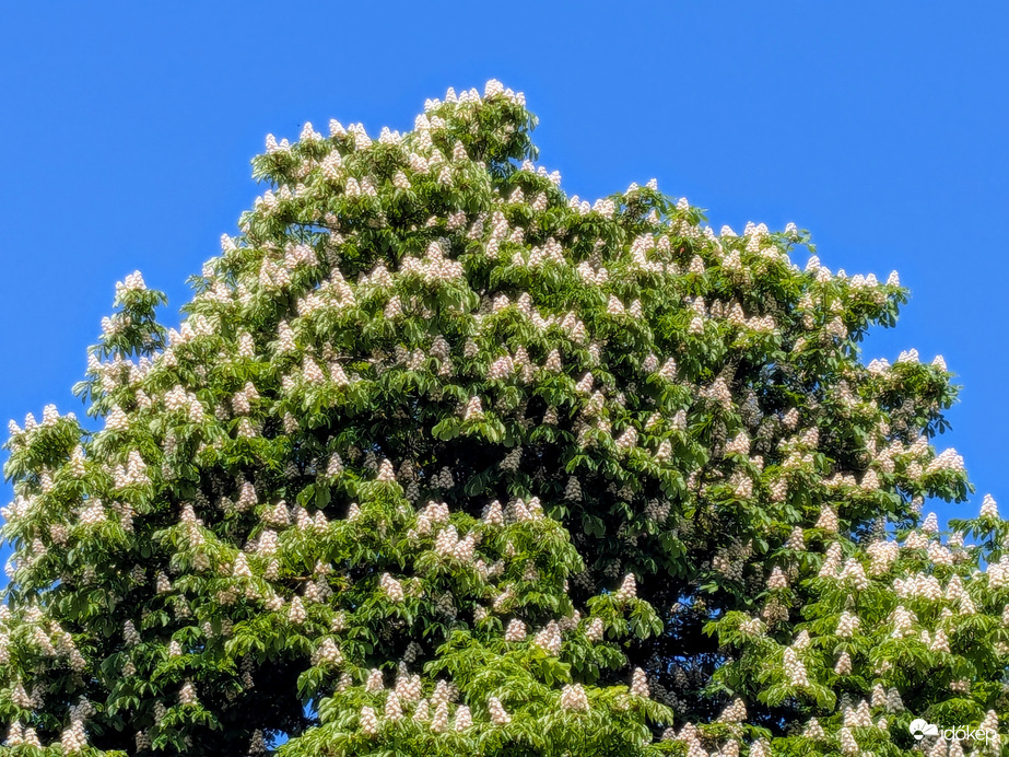 Vadgesztenye-óriás :)