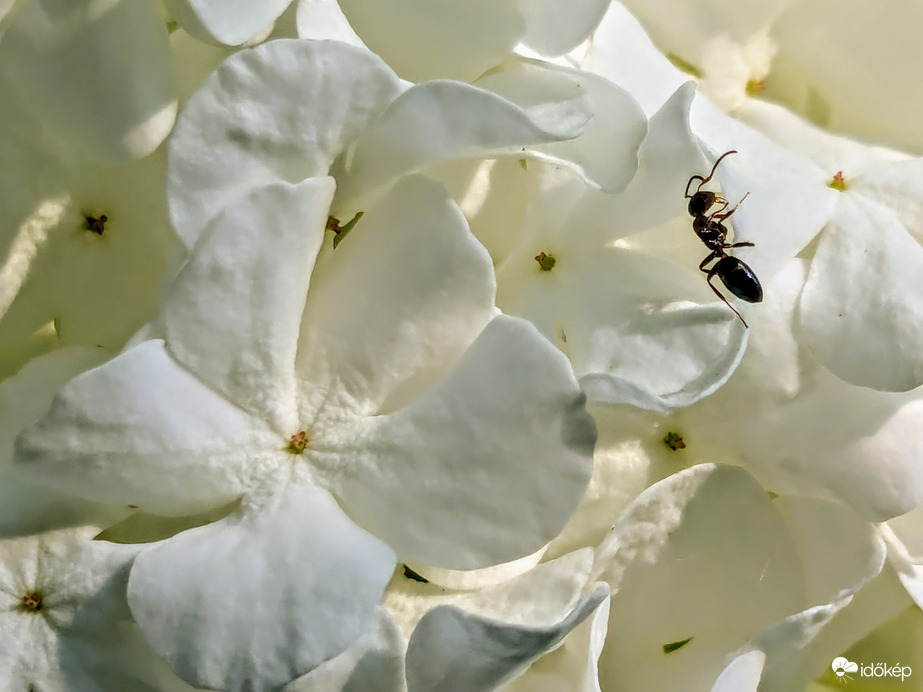 Labdarózsa szirmokban :)