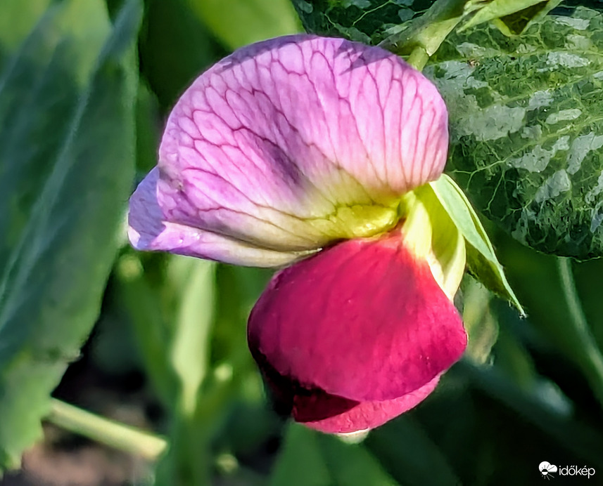 Borsóvirág -a többi mind fehér,