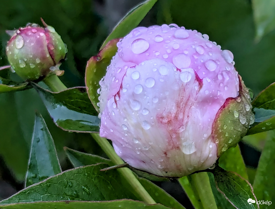 Polgárdi, éjszaka kaptunk 1 mm-t 