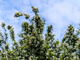 Polgárdi, túlnyomóan felhős, élénk szél, 24 C