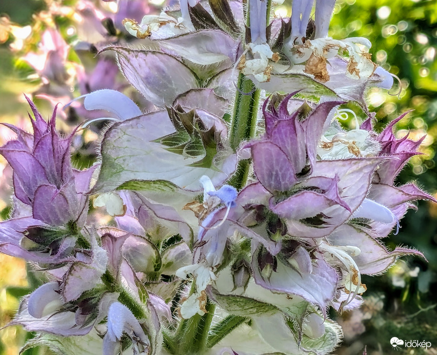 Muskotályzsálya, beporzók kedvence