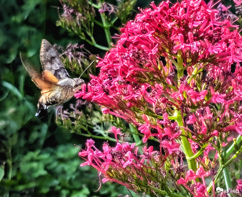 Szender-kergetés :D