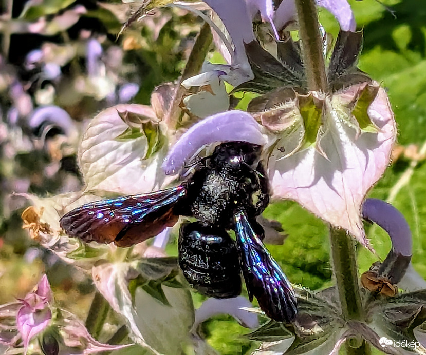 Zajlik az élet a virágoskertben5