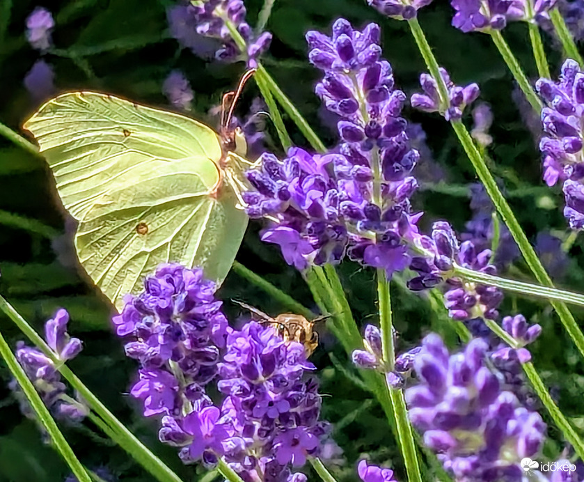 Zajlik az élet a virágoskertben4