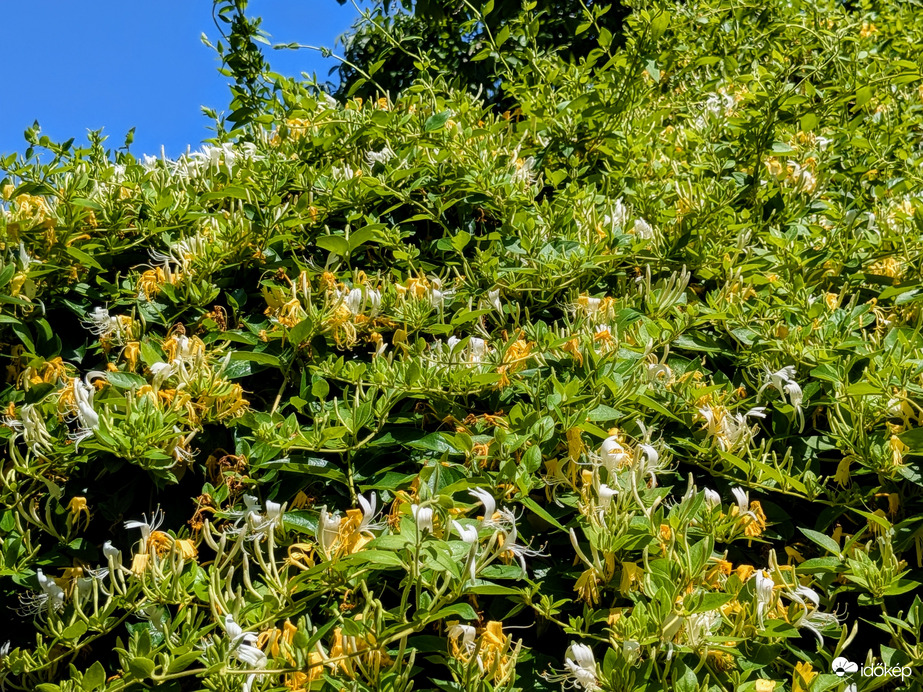 Burjánzó Illatos lonc