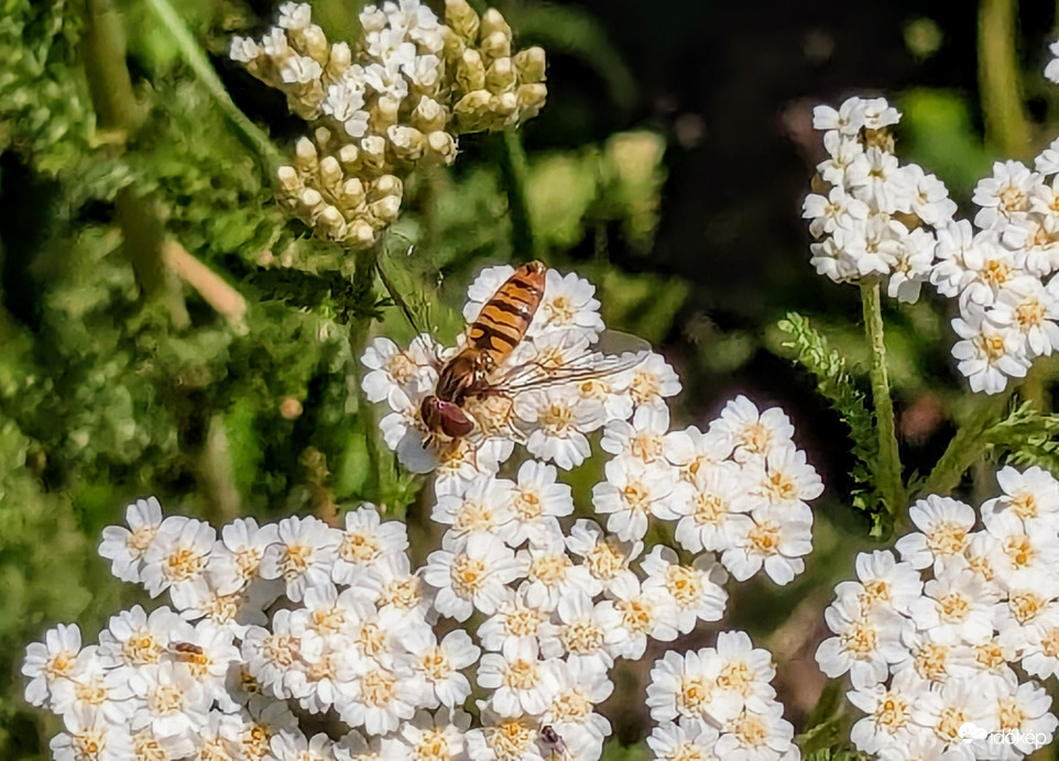 Zajlik az élet a virágoskertben3