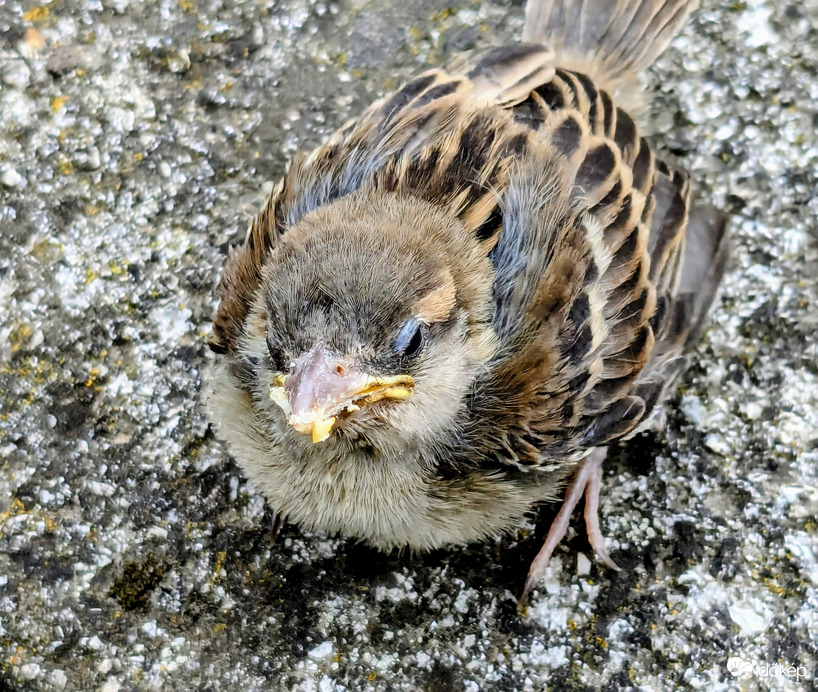 Egészen közel jött :)