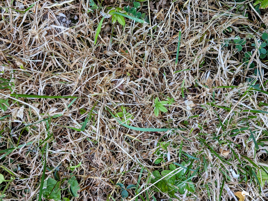 Polgárdi, nemcsak a fű szárad...