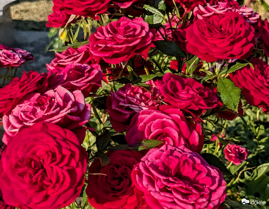 Perzselődő rózsák 