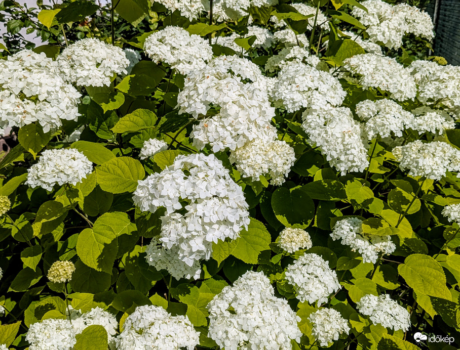 Cserjés hortenzia 