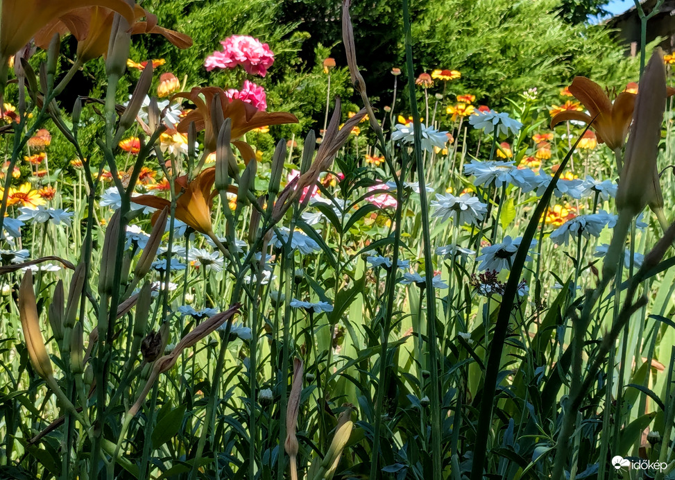 Polgárdi, tikkasztó 36 C