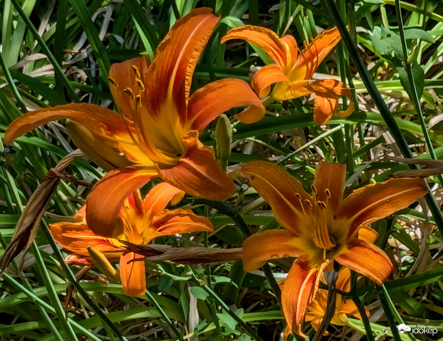 Árnyékban, még bírják 