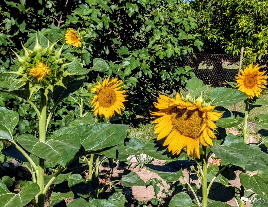 Polgárdi, derült, gyenge szél, 25 C