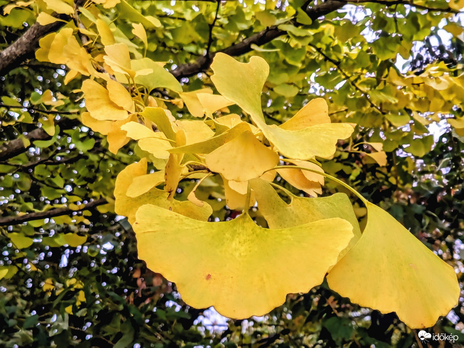 A Ginkgo is kezd sárgulni :)