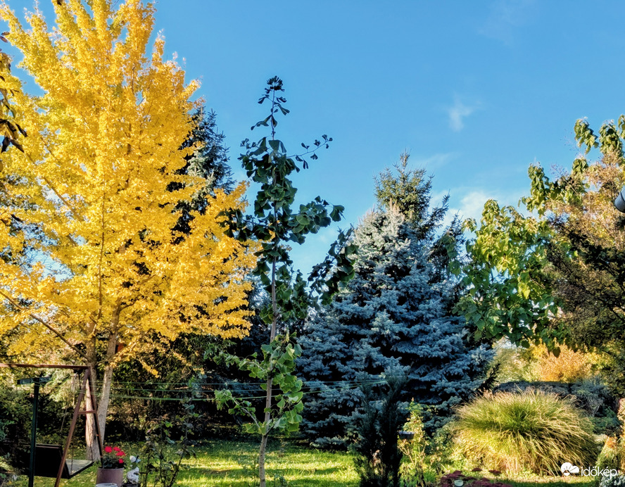 Polgárdi, reggel a kertben,