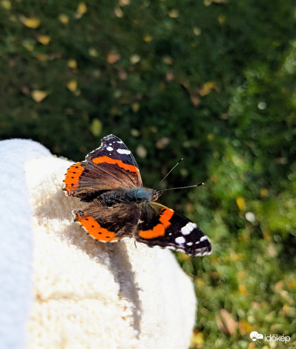 Atalanta a vállamon! Mai fotó:)