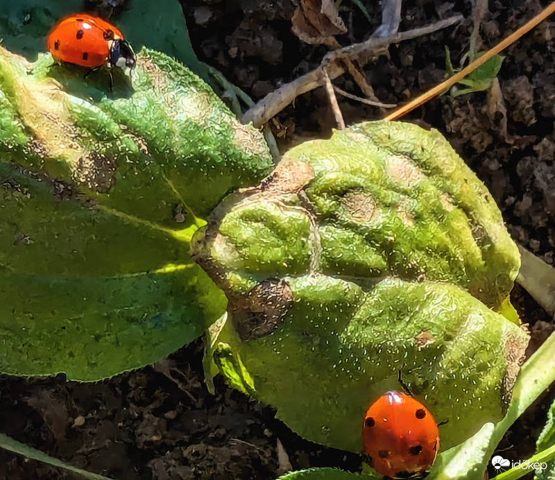 Tavaszt éreznek a Katicák :)