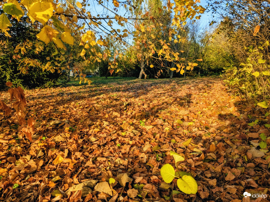 Polgárdi, levélszőnyeg a kertemben 