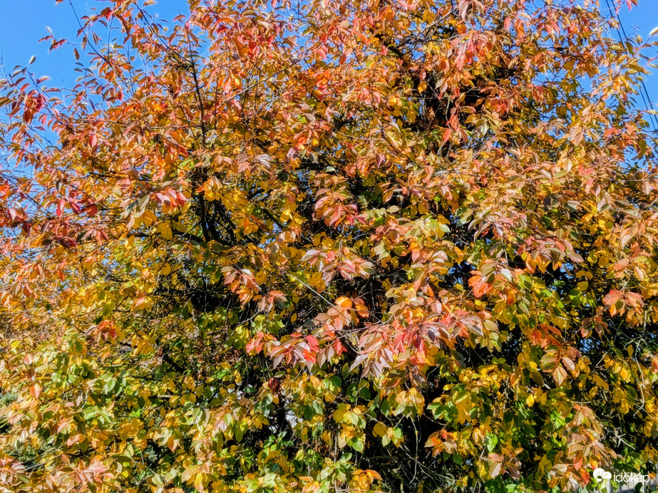 A meggyfa még őrzi leveleit :)