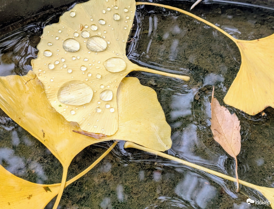 Polgárdi, 5 mm-t hozott a front